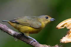 Spot-Crowned Euphonia photo 2