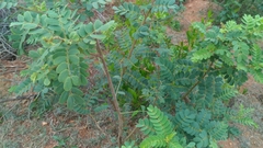 Senna auriculata
