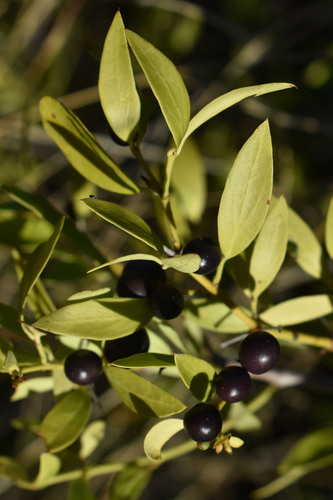 Carissa spinarum observed 2024-05-23