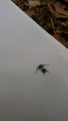 Pogonocherus hispidulus