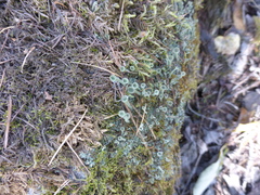 Cladonia