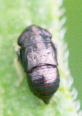 Limotettix anthracinus