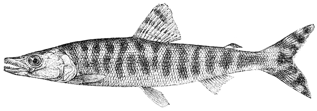 Paraphago