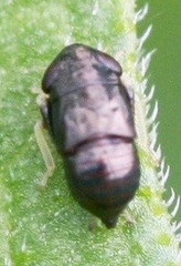 Limotettix anthracinus