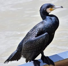 Phalacrocorax carbo