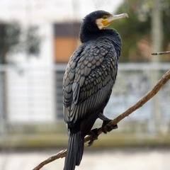 Phalacrocorax carbo