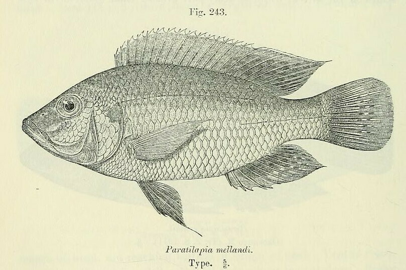 Green Bream
