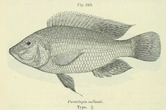 Green Bream photo 1