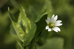 Cerastium davuricum