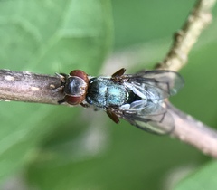 Senopterina