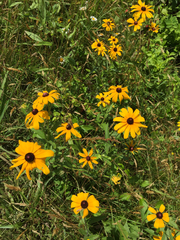 Rudbeckia hirta pulcherrima