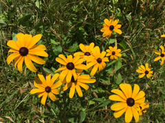 Rudbeckia hirta pulcherrima