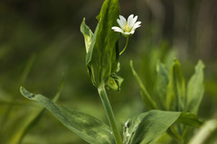 Cerastium davuricum