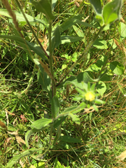 Rudbeckia hirta pulcherrima