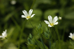 Cerastium davuricum