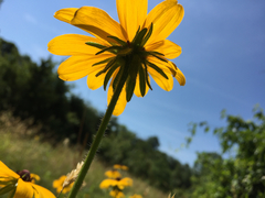 Rudbeckia hirta pulcherrima