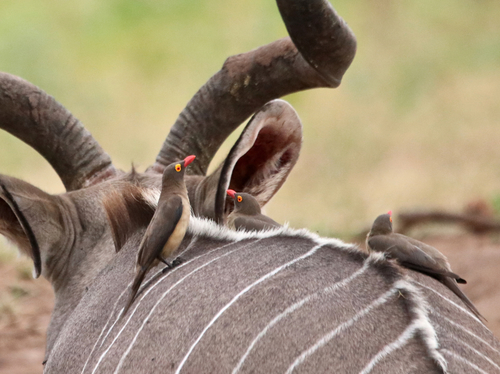 Red-billed Oxpecker