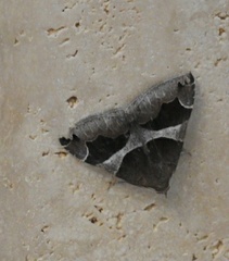 Poaphilini