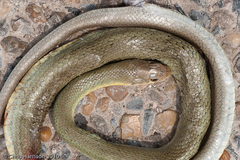 Coluber constrictor oaxaca