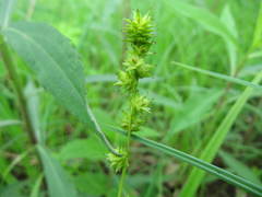 Carex sparganioides