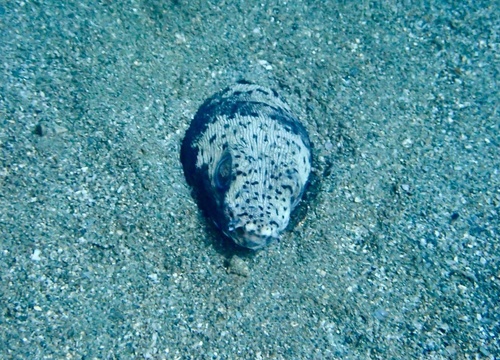 Gevlekte slangaal (Ophichthus ophis) — Ophichthidae — 4