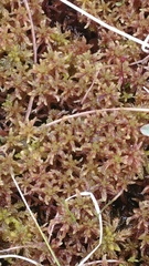 Sphagnum magellanicum