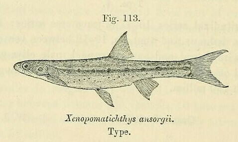 Kneria ansorgii