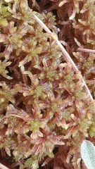 Sphagnum magellanicum