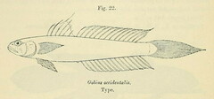 Delta Goby photo 2