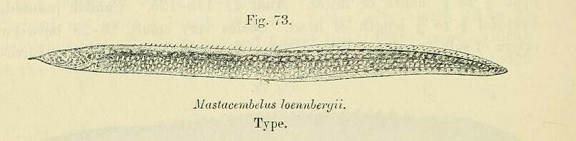 Spiny-Eel