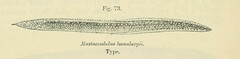 Spiny-Eel photo 1