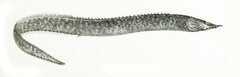Spiny-Eel photo 2