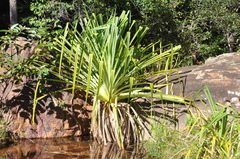 Pandanus variabilis image