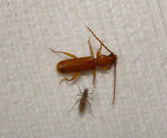 Smodicum cucujiforme