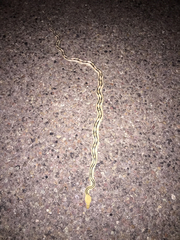 Bogertophis subocularis subocularis