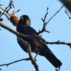 Corvus monedula