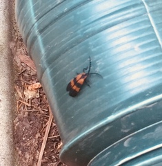 Calopteron reticulatum