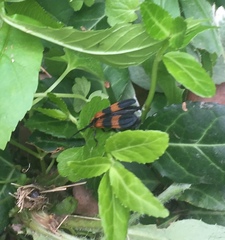 Calopteron reticulatum