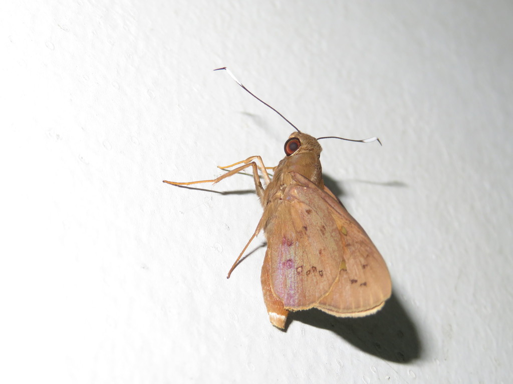 Common Palm Nightfighter