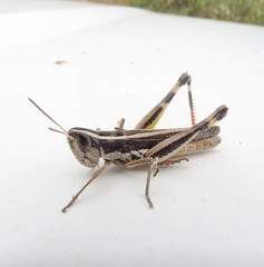 Macrotona securiformis