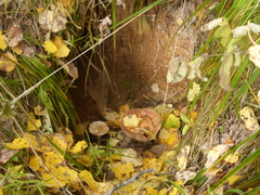 Fungi
