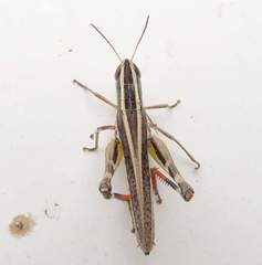 Macrotona securiformis