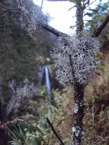 Pseudevernia intensa