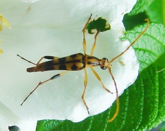 Strangalia luteicornis