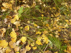 Fungi