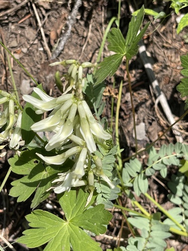 Rocky Mountain Milkvetch (Astragalus scopulorum)