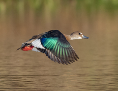 Brazilian Teal photo 3
