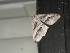 Macariini