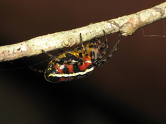 Alpaida grayi