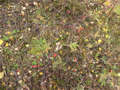 Rosa majalis